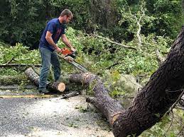 Best Storm Damage Tree Cleanup  in Lake Pocotopaug, CT