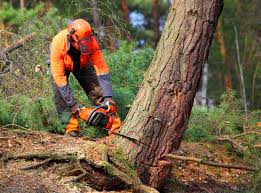 Why Choose Our Tree Removal Services in Lake Pocotopaug, CT?