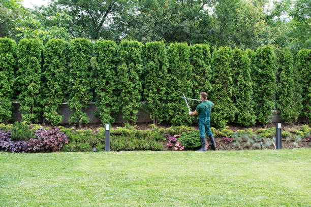 Best Tree and Shrub Care  in Lake Pocotopaug, CT