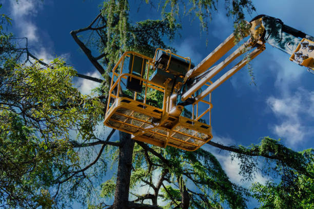 Best Arborist Consultation Services  in Lake Pocotopaug, CT