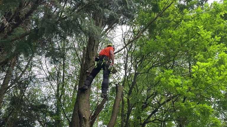  Lake Pocotopaug, CT Tree Services Pros