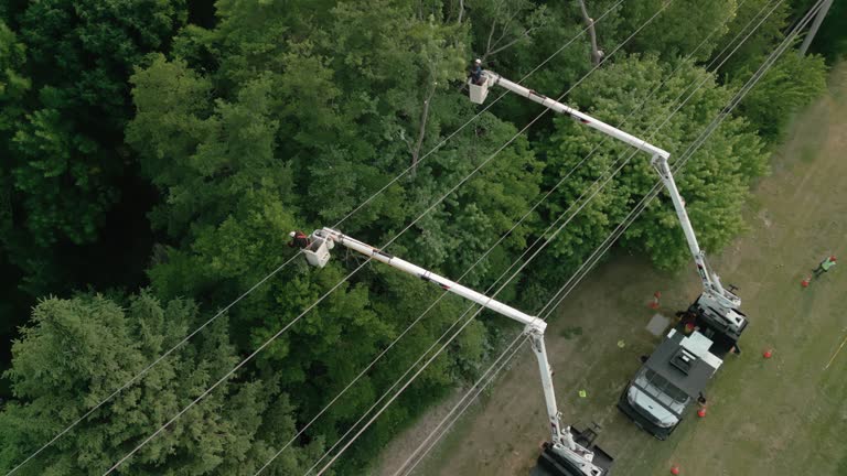 Best Tree Cabling and Bracing  in Lake Pocotopaug, CT