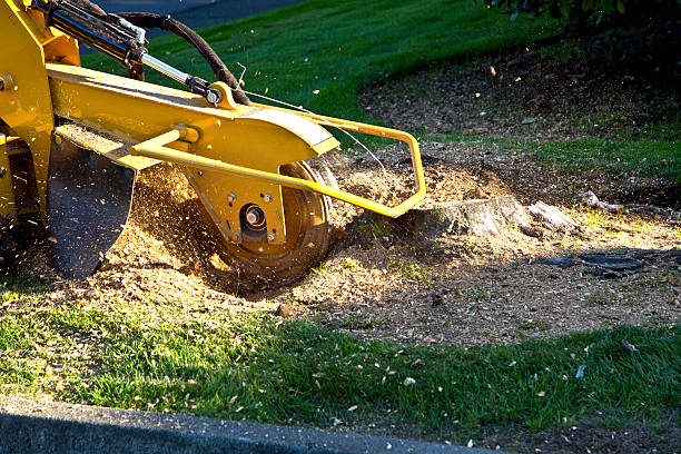 Best Tree Removal Service  in Lake Pocotopaug, CT