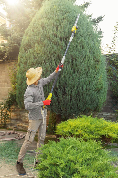 Professional  Tree Services in Lake Pocotopaug, CT